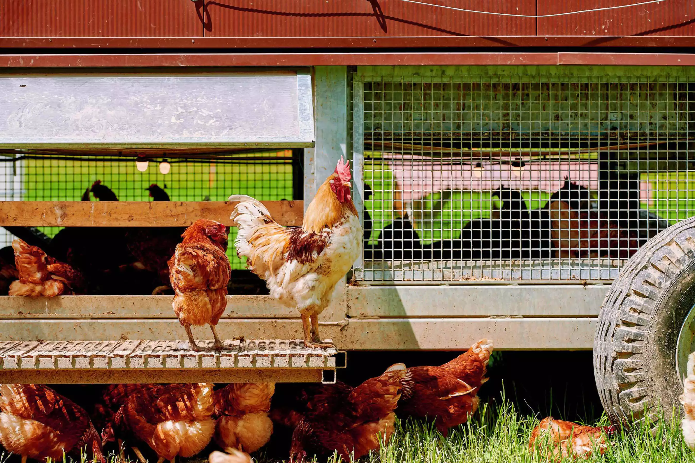 Weide-Hühner am mobilen Stall